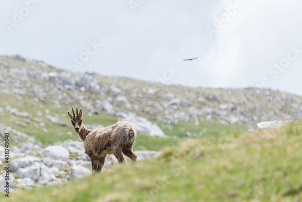 Obraz camoscio nel PNALM
