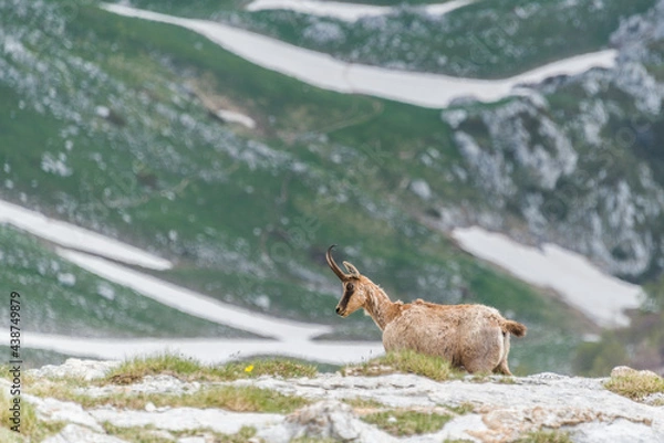 Obraz camoscio nel PNALM