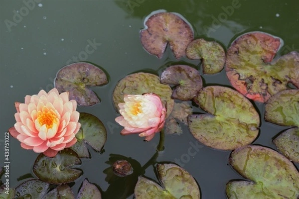 Obraz Lily Pads