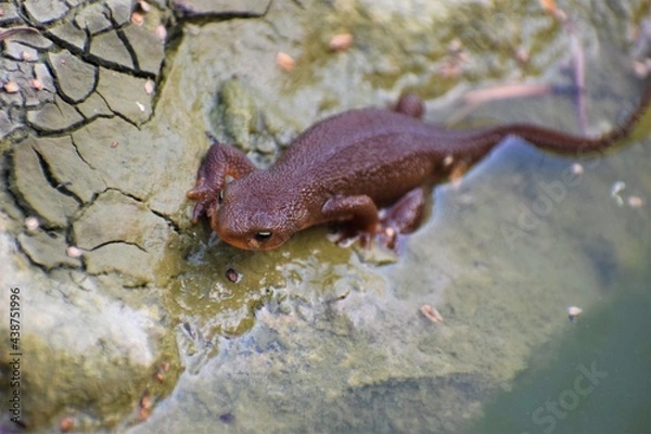 Fototapeta Salamander on a rock