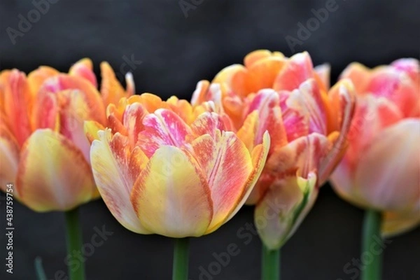 Obraz Rainbow Tulips