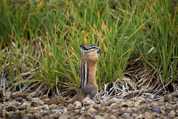 Obraz Chipmunk 