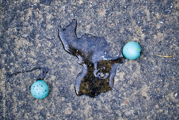 Obraz Blaues, auf einer Straße zerbrochenes Vogelei