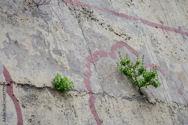 Obraz plant on the wall