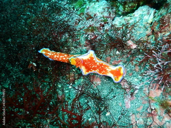 Obraz 伊豆の海でダイビング中に見かけたド派手なカラーのニシキウミウシ