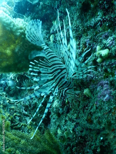 Obraz 伊豆の海でダイビング中に見かけたヒレを拡げて優雅に上から下に泳ぐミノカサゴ