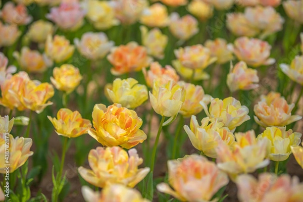 Obraz 茨城県　ひたち海浜公園　チューリップ