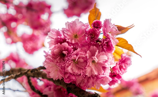 Obraz Beautiful landscapes