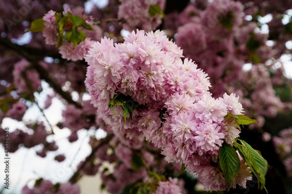 Obraz Beautiful landscapes