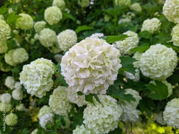 Obraz viburnum boulle-de-neig or viburnum opulus roseum and its white buds on the green branches of the plant.