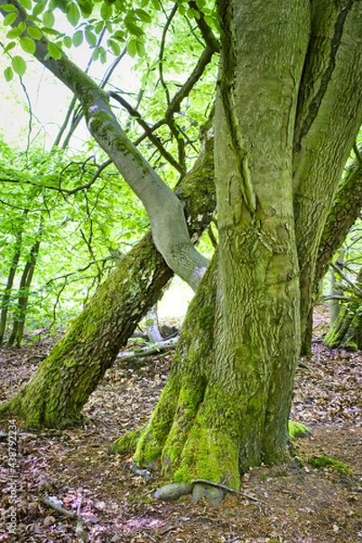 Obraz Verschlungene Buchenstämme
