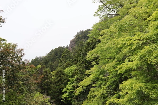 Obraz 日本の山で綺麗な植物と空を撮影