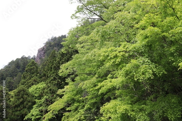 Obraz 日本の山で綺麗な植物と空を撮影