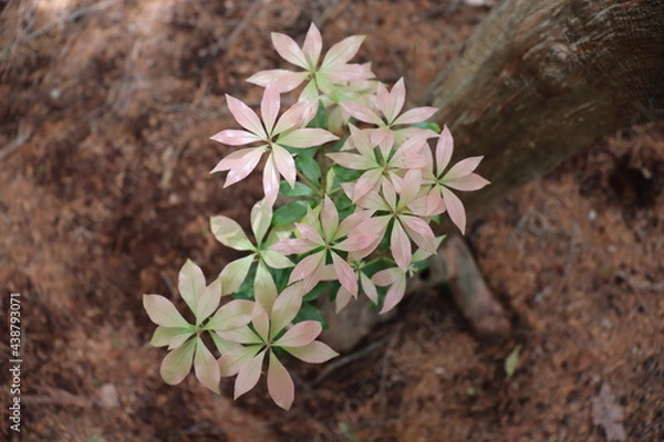 Obraz 葉がピンクに染まる美しい植物