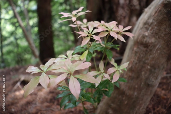 Obraz 葉がピンクに染まる美しい植物