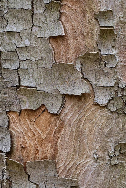 Obraz Borke an totem Baum