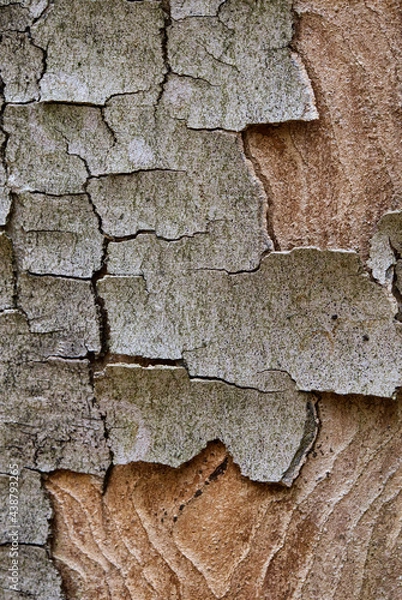 Obraz Borke an totem Baum
