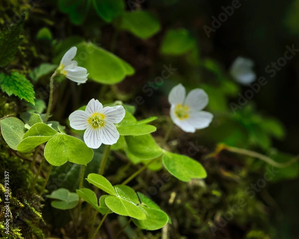 Obraz Buschwindröschen