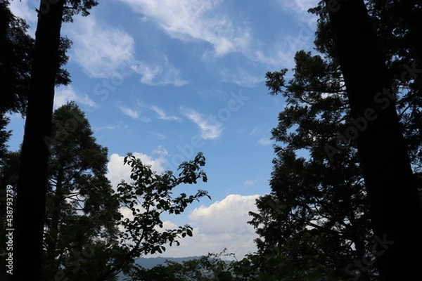 Obraz 日本の山で綺麗な植物と空を撮影