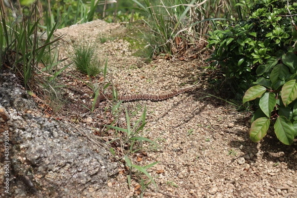 Obraz 山頂に生息するマムシ