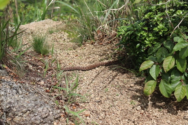 Obraz 山頂に生息するマムシ