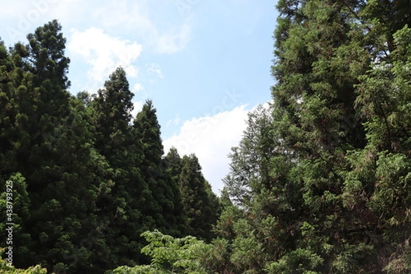 Obraz 日本の山で綺麗な植物と空を撮影