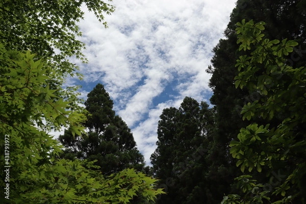 Obraz 日本の山で綺麗な植物と空を撮影