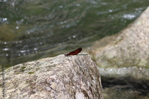 Obraz 日本の山奥にある川を撮影