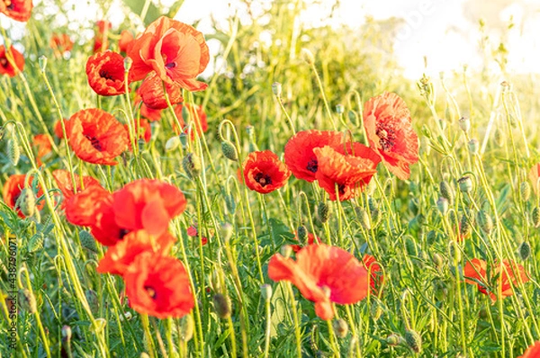 Obraz czerwone polne maki wśród zielonych pól