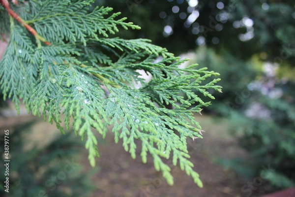 Fototapeta Coniferous tree branch with feces after rain high quality photo