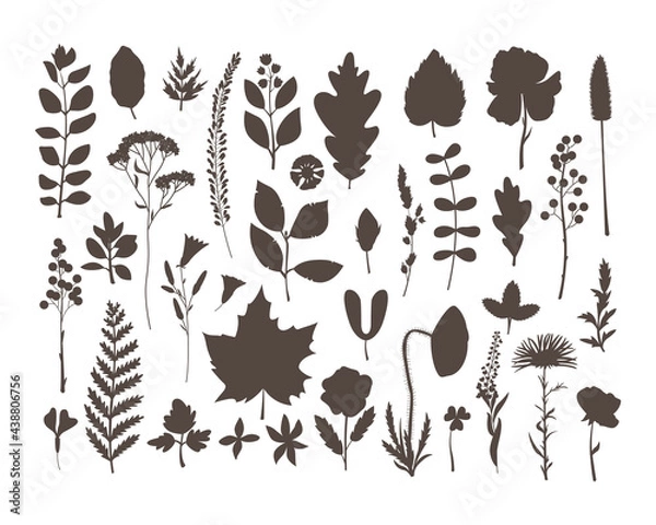 Fototapeta The vector set with herbarium leaves and flowers. Hobby. Botanic set in the simple style.