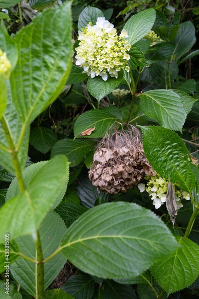 Obraz 開花して元気な紫陽花と枯れた紫陽花の対比