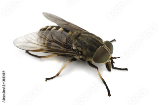 Obraz Horsefly