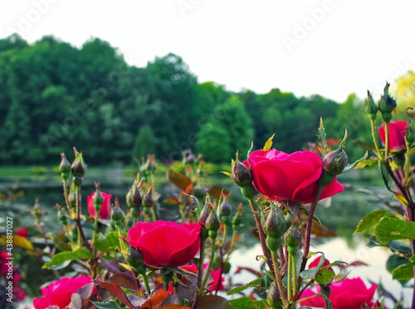 Obraz Red Roses by the Water