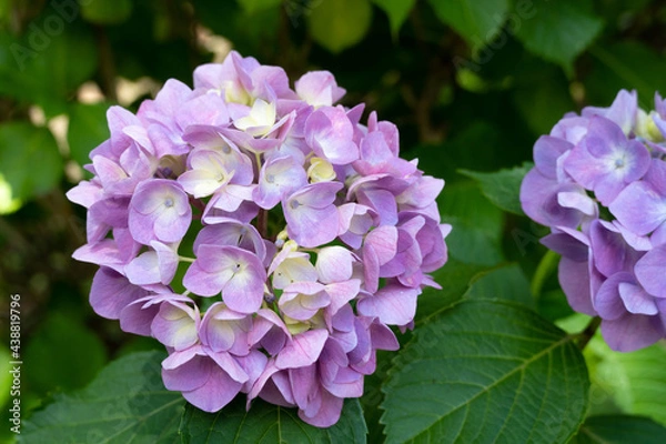 Fototapeta 薄紫のアジサイが満開