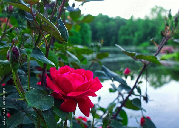 Obraz Red Roses by the Water