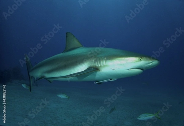 Obraz Caribbean Reef Shark at Twilight