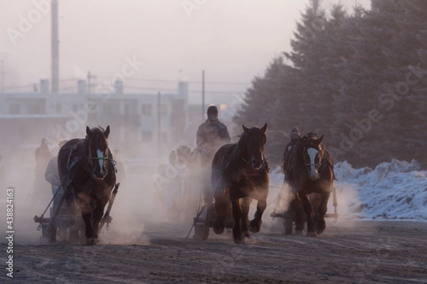 Obraz ばんえい競馬の調教