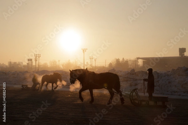 Obraz ばんえい競馬の調教