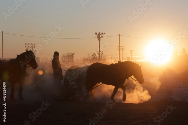 Obraz ばんえい競馬の調教