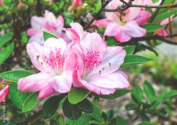 Obraz pink and white azalea flower close up