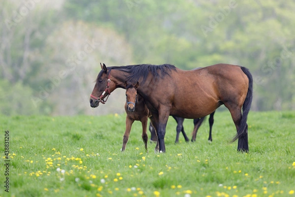 Fototapeta 牧場風景
