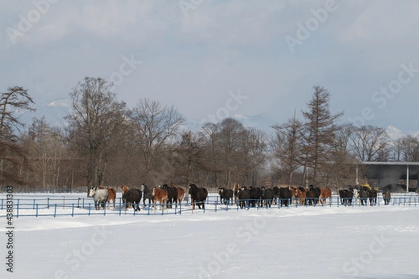 Obraz 十勝牧場の馬追運動
