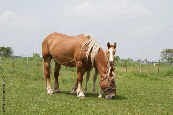 Obraz ばん馬の牧場