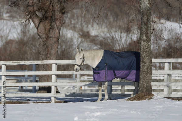 Obraz サラブレッドの牧場