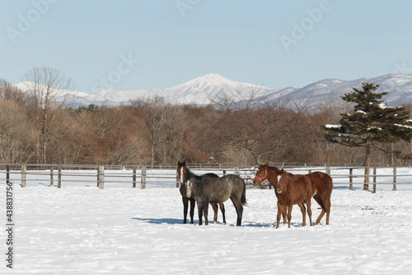 Obraz サラブレッドの牧場