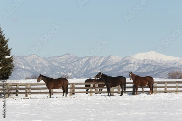 Obraz サラブレッドの牧場