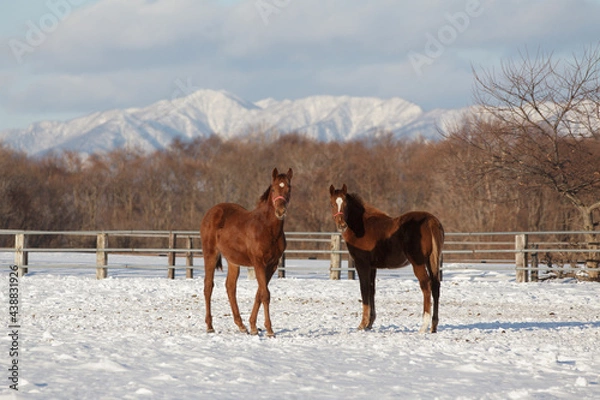 Obraz サラブレッドの牧場