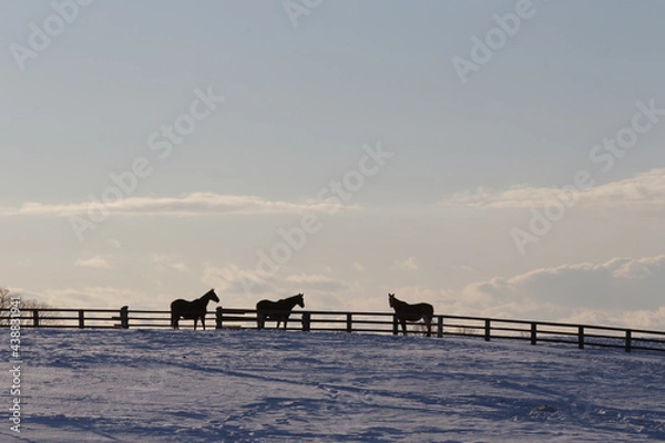 Obraz サラブレッドの牧場