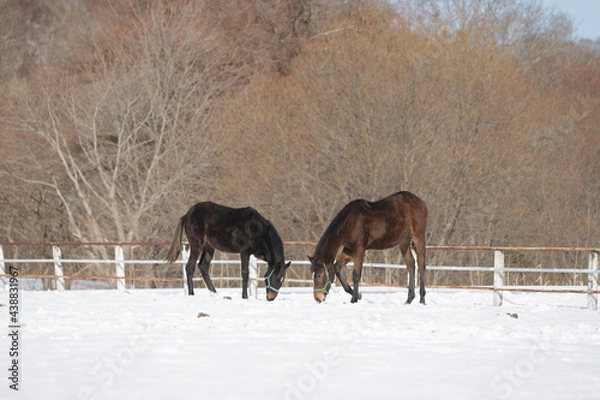 Obraz サラブレッドの牧場